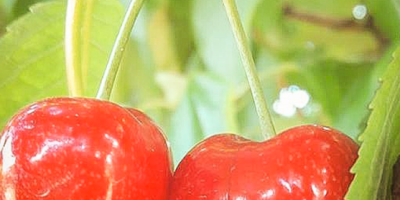 I invite you to cooperation. Wholesale of sweet cherries.