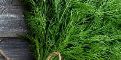 I will sell dill