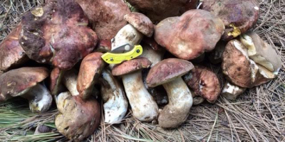 We do sell boletus, chanterellles and champignon in Both