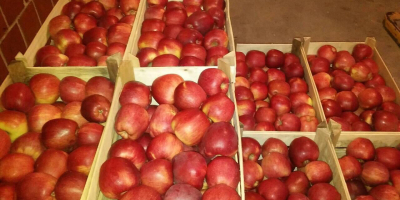 We sell Fresh Apples contact us via email sales@visolgor-srl.com