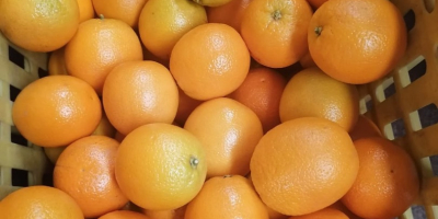 We sell Fresh quality ORANGES contact us directly via