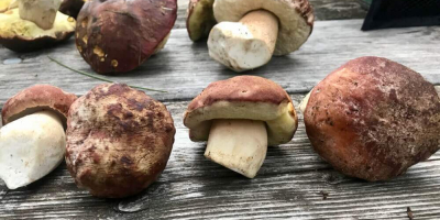 We do sell boletus, chanterellles and champignon in Both