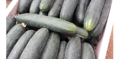 Green cucumber, class I, wholesale quantities. Contact at number