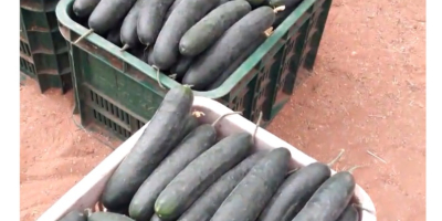 Green cucumber, class I, wholesale quantities. Contact at number