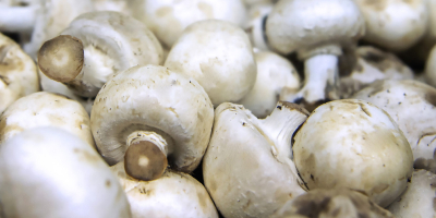 we have mushrooms for sale Caliber :55+ please contact