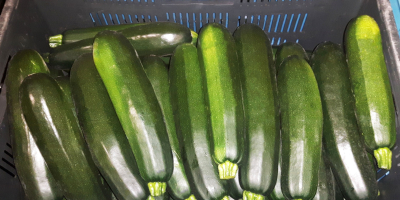 Hello, I will sell green courgette, RHODOS variety. approx.