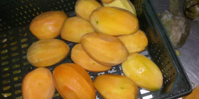 Wir verkaufen die hochwertigsten Mangos aus Ägypten in verschiedenen