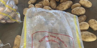 Wir verkaufen erstklassige Kartoffeln aus Ägypten mit verschiedenen Mengen