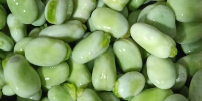 We are selling first class broad beans from Egypt