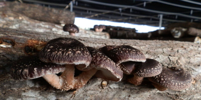 We produce exclusively organic products. - Shiitake Mushrooms -
