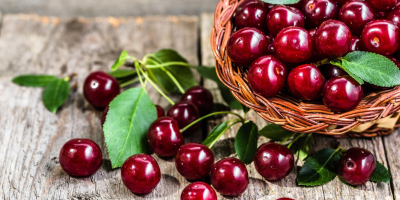 Nadwiślanka Cherry from a Certified Fruit Plantation from the