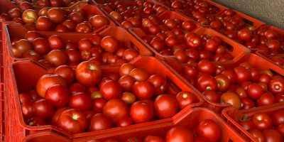I sell tomatoes wholesale.