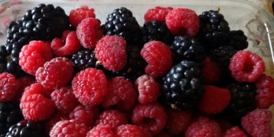 I sell raspberries and blackberries. Laszka raspberry variety and