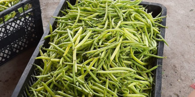 Pea beans grown in the field, organic, without herbicides
