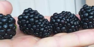 Blackberries for sale (original) well-known Thonfree variety The fruits