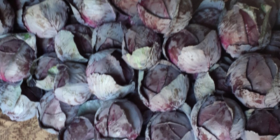 Red cabbage for sale, clean, Romanian quality. 1, 8,