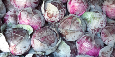 Red cabbage for sale, clean, Romanian quality. 1, 8,