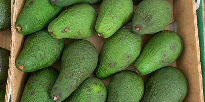 Avocados Zielone for sale retail / wholesale. Possible delivery