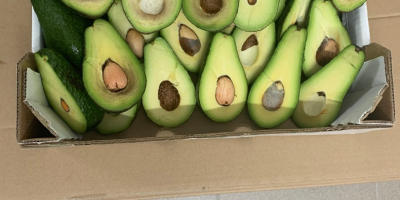 Avocados Zielone for sale retail / wholesale. Possible delivery