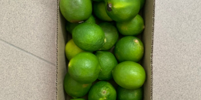 Lime for sale retail / wholesale. Possible delivery quantity