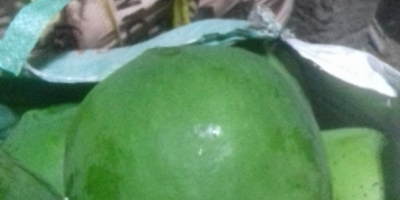 Voglio vendere papaya fresca dall&#39;INDIA. contattami solo compratore serio