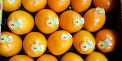 Spanish producer sells persimmons in Poland, Ukraine, Russia, the