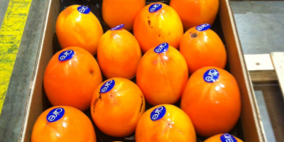 Spanish producer sells persimmons in Poland, Ukraine, Russia, the
