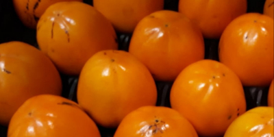 Il produttore spagnolo vende arance, mandarini, angurie, patate novelle,