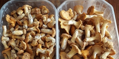 I will sell fresh mushrooms at the moment. It