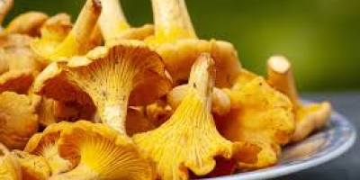 Chanterelles for sale. Fresh and ecological product.