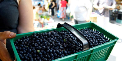I will sell hand-picked blueberry, PLN 19 per kg