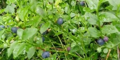 I will sell fresh blueberry, PLN 17 / kg