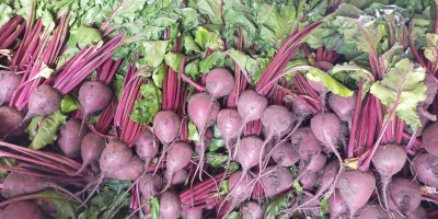 Hello. Red beetroot for sale.