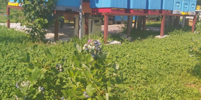 I will sell blueberries.