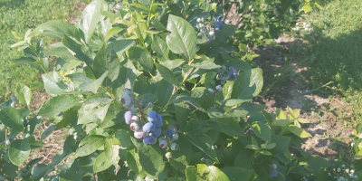 I will sell blueberries.