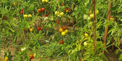 sell tomatoes (tomatoes) variety crystal f1, variable quantities ...