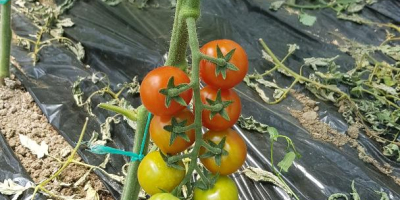 sell tomatoes (tomatoes) variety crystal f1, variable quantities ...