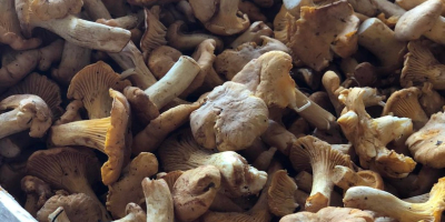 Fresh chanterelles from Belarus for sale. 5-7 tons. 723