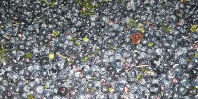 I will sell blueberries, frozen, unrefined berries from Belarus.