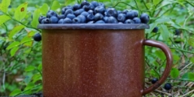 I will sell blueberry, large quantities. Price per liter