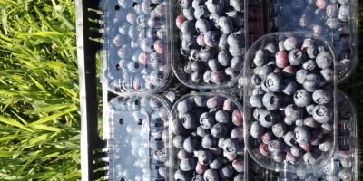 I will sell Blueberry Freshly harvested fruit. 11 ha
