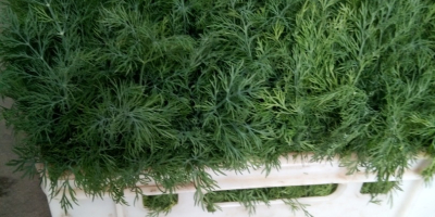 I will sell dill weighing PLN 12 1 kg
