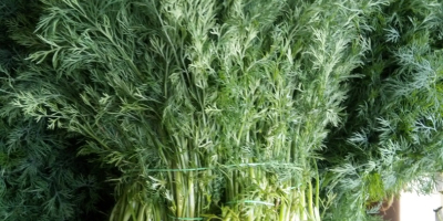 I will sell dill weighing PLN 12 1 kg