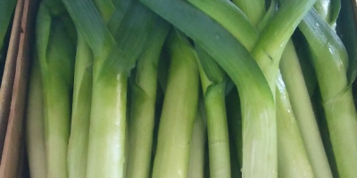 Leek young variety Lincoln and Columbus.
