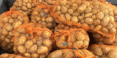 I will sell potatoes of the Denar variety.