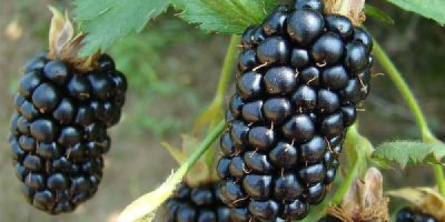 I will sell Blackberry, large quantities, three varieties, long