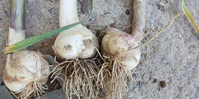 Guten Morgen, ich werde polnischen Knoblauch direkt vom Feld