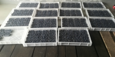 Blueberries for sale