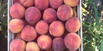 Peaches from Moldova