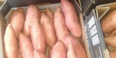 cartofi dulci proaspeți gata de vânzare pentru mai multe